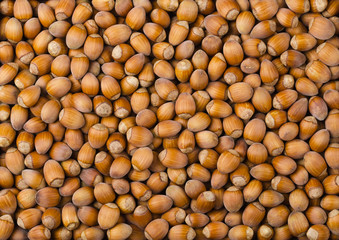 Pile of common hazelnuts. Unshelled ripe seeds uf Corylus avellana, native in Europe. Heap of edible raw nuts with shells. Isolated macro food photo close up from above.