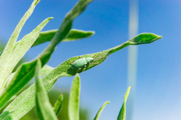 Blue-green curculionidae sitting on the grass against the sky © boomerang11