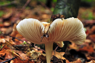 Pilz im Herbstlaub