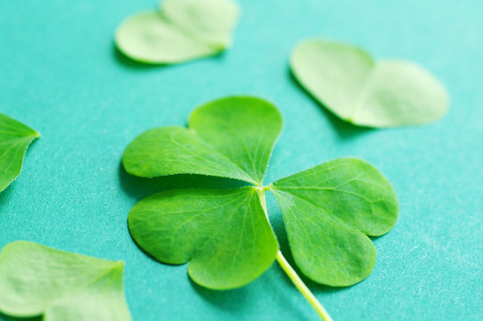 Petal of clover on green paper, close up, soft focus,