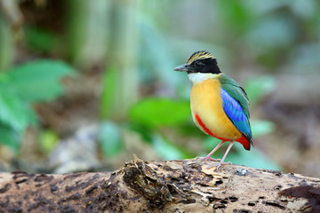 Blue-winged Pitta bird is standing on the log in the forest with blur green background.