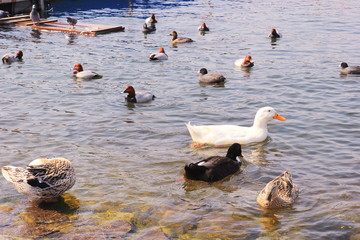 Fototapeta premium Ducks swimming on the water, Lake of Kawaguchiko, Japan