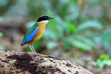 Blue-winged Pitta bird is standing on the log in the forest with blur green background.