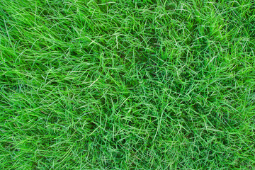 grass