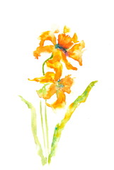 Narcissus flowers on white, watercolor painting