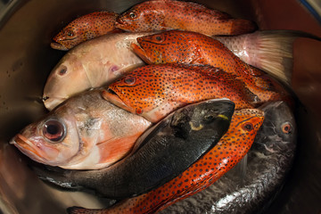 Group of sea fishes with red coral grouper, sea bass and dorade
