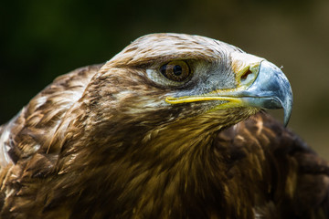 Raubadler - Aquila rapax