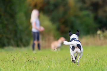 running dog with a girl in the background