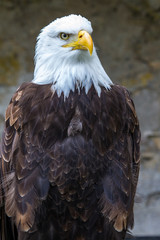 Weißkopfseeadler - Haliaeetus leucocephalus