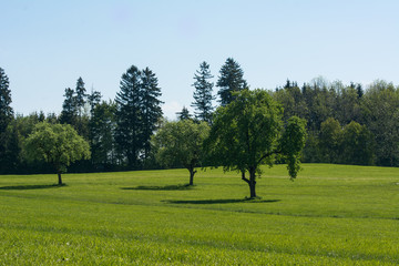 Fototapeta premium Streuobstwiese