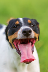 portrait of a Parson Russell Terrier