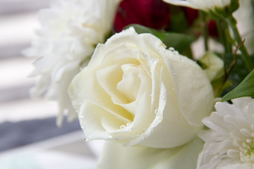 White Rose - 120185510