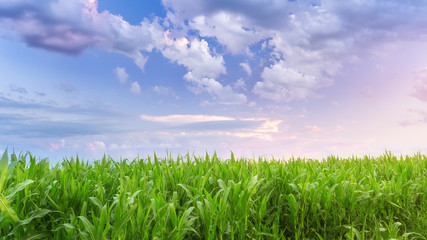 Fototapeta premium a corn field just after sunset / bright summer photo field of Uk