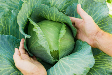 in the hands of white cabbage