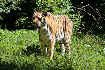 Tiger - Panthera tigris