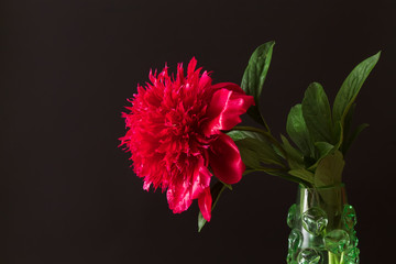  red peony flower and leaves in a vase on a black 