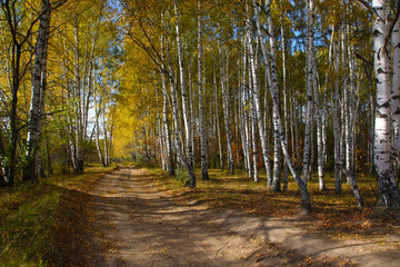 The road through the autumn Birch Grove