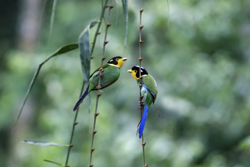 A couple of Long-tailed Broad-bill bird dangle on the bamboo branch in soft green background.