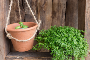 small garden decoration