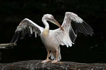 Rosa Pelikan - Pelecanus onocrotalus