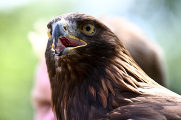 Raubadler - Aquila rapax