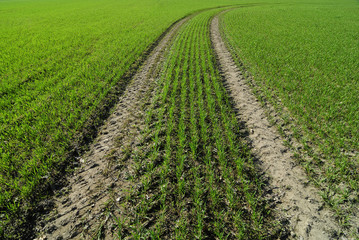 Fototapeta na wymiar Dirt road in the wheat field.