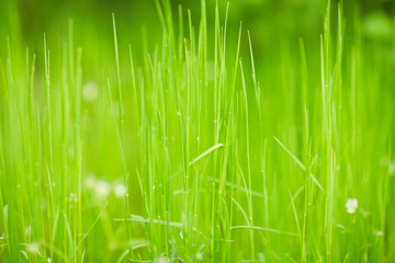 green grass texture abstraction