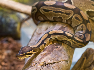 ボールニシキヘビ