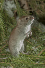 a little gray mouse sitting in the snow at green fir branches
