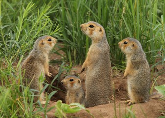 a family of gophers climbed out of the hole in the box for a walk