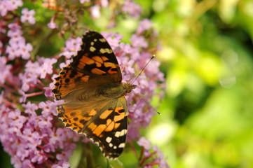 Vanessa cardui, Painted lady butterfly (Cynthia cardui) on Buddleja davidii