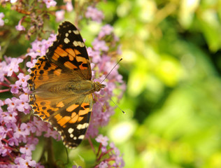 Vanessa cardui, Painted lady butterfly (Cynthia cardui) on Buddleja davidii