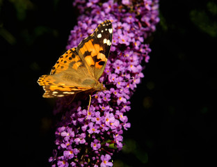 Vanessa cardui, Painted lady butterfly (Cynthia cardui) on Buddleja davidii