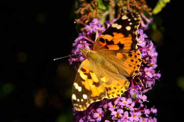 Vanessa cardui, Painted lady butterfly (Cynthia cardui) on Buddleja davidii