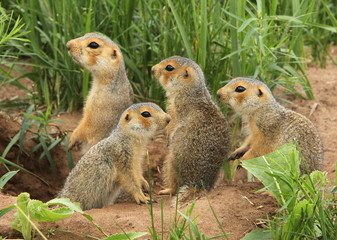 Naklejka na ściany i meble a family of gophers climbed out of the hole in the box for a walk