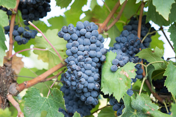 Reben für Wein