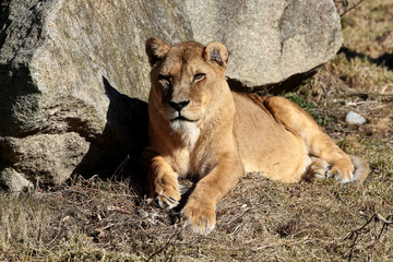Fototapeta na wymiar Löwe - Panthera leo