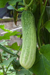 Cucumbers ready for harvest in the garden.