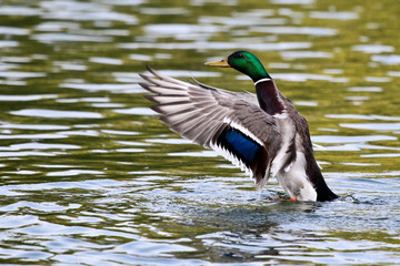 Ente - Anas platyrhynchos