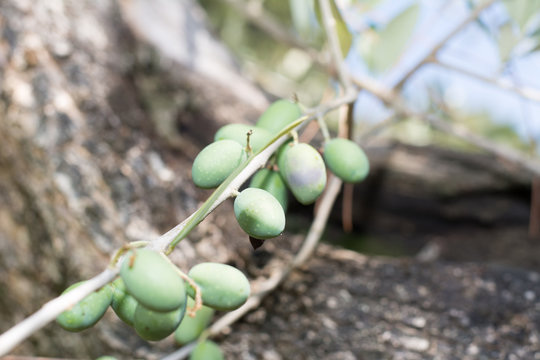 Oliven am Olivenbaum