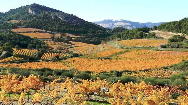 Vignobles des coteaux du mont Ventoux