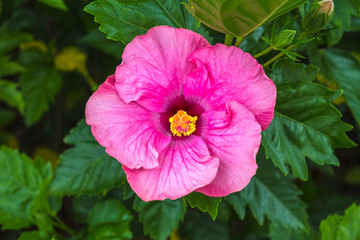 Macro of pink China Rose flower (Chinese hibiscus, Hibiscus rosa on natural light