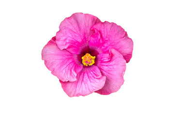 Macro of pink China Rose flower (Chinese hibiscus isolated on white background.Saved with clipping path.