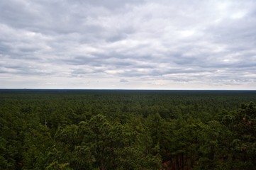 View from above the Pine Barrens Forest 