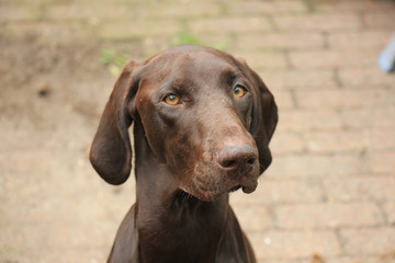 German Shorthaired Pointer