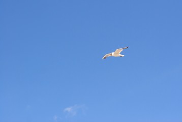Möwe II