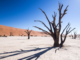 Fototapeta na wymiar Dead Camelthorn (Acacia erioloba) Trees in Dead Vlei, Namib-Naukluft National Park, Namibia