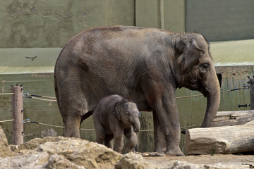 Fototapeta premium Asiatischer Elefant