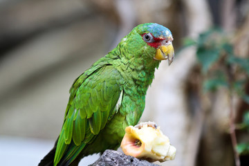 Ara - Amazona albifrons