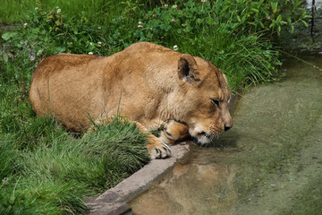 Naklejka na ściany i meble Löwe - Panthera leo
